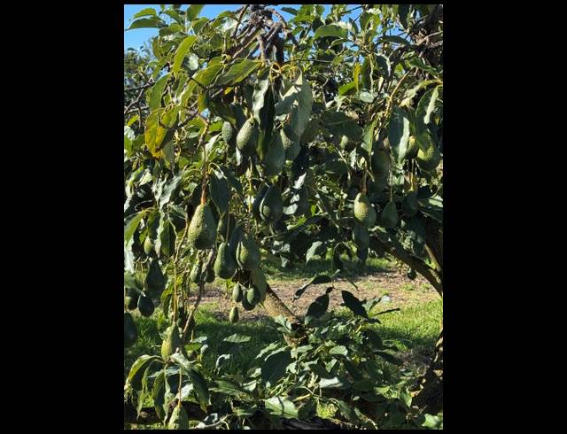 165HA FARM FOR SALE IN RICHMOND RURAL